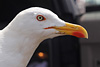 juvenile LBBG in October, ringed in Norway. (131273 bytes)